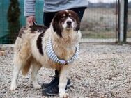 Dreibeinige Clementine sucht ein Zuhause - München