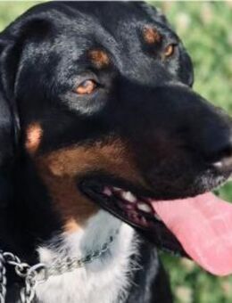 Jolene sucht erfahrene Menschen - Salzwedel (Hansestadt) Zentrum