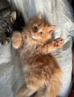 Roter Mainecoon - perser - mix Kater Kitten abzugeben rot - Berlin Steglitz-Zehlendorf