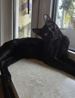 NALA - (jung, verspielt, neugierig) - Köln