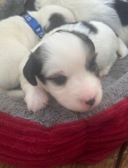 Jack Russel Terrier Welpen mix - Berlin Marzahn-Hellersdorf
