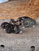 Es sind Jungkatzen abzugeben sie leben auf Hof in 18510