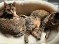 Zwei Katzendamen in liebevolles Zuhause abzugeben in 28844