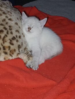 Kitten - Ennepetal (Stadt der Kluterhöhle)