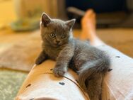 Brittisch Kurhaar Kitten zu verkaufen - Bremen