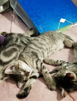 Babykatzen an liebevolles Zuhause abzugeben - Stelle