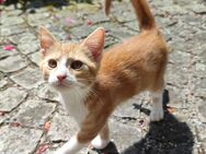 Roter Kater, Kitten Sucht liebevolles Zuhause als Freigänger - Windorf