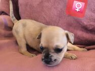 Französische Bulldogge Retro-Bullys - Aken (Elbe)