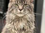 Maine Coon Kitten mit Stammbaum - Schweich