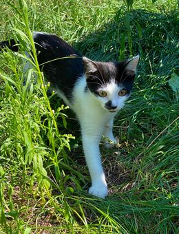Babykatze sucht für immer zuhause - Barby (Elbe) Groß Rosenburg