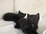 Schwarze Siam Bkh Kitten - Düsseldorf