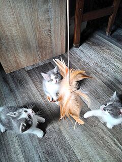 Kitten langhaar mix
