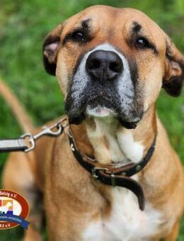 Saiga hat ihr Zuhause verloren - Bad Belzig