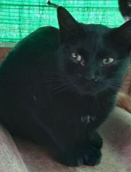 Beltzi sucht sein Glück bei Dir - Aichwald