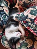 Katerchen, Kater, Kätzchen, Babykatze in 16356