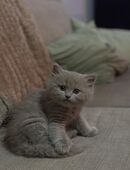 British Kurzhaar Kitten in 24568
