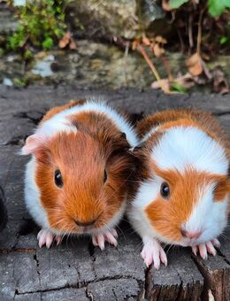 Meerschweinchen - Schlierbach