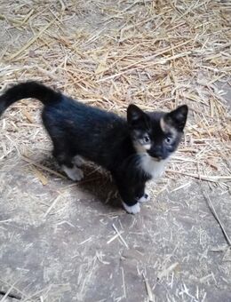 Zutrauliche Babykatze in liebevolle Hände abzugeben - Osterholz-Scharmbeck