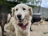 Mia - Tolle Hündin sucht eine PS oder ES - Berlin