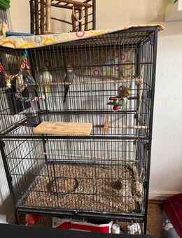 Nümpfensittich und Wellensittich zu verkaufen + Käfig - Hildesheim