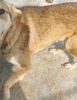 Ricardo sucht ein liebevolles Zuhause - Blankenheim (Nordrhein-Westfalen)