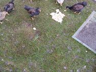 Bielefelder Kennhuhn Barnevelder je 1 Hahn - Eydelstedt