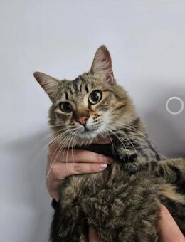 Aranca Liebes ,freundliches Katzenmädel - Unterföhring