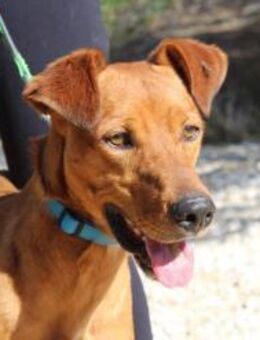 Teo ein goldiger Pinschermischling - Bedburg