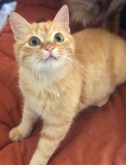 Garfield - siehe Odie - Weilmünster