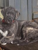 Irish Wolfhound Welpe, Hündin VDH/FCI in 95213