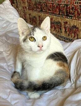 wunderschöne, kleine Katze Sternchen - Rambin