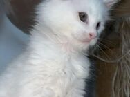 Schneeweiße Maine Coon Kitten - Osterburg (Altmark)
