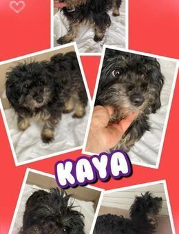 kleine Hündin Kaya bald auf Pflegestelle - Nürnberg