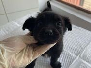 Süsse MILOU sucht liebes Zuhause - Neuberg