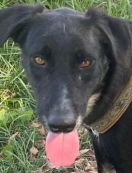 Ginny - Wirbelwind & Kuschelqueen - Hamburg