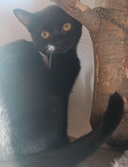 Britisch Kurzhaar Kitten suchen ab sofort - Wickede (Ruhr)