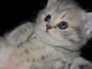 Bkh Katzen / katzenbabys - Berlin Mitte