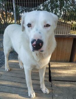 PEPITO - junger, schüchterner Hundemann - Aerzen