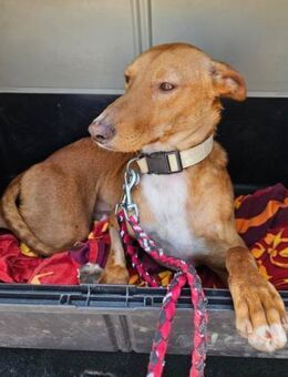 Mateo sucht dringend Familienanschluss - Laatzen