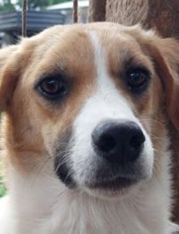 KIMBY bildschöne Hündin, etwas unsicher - Rösrath