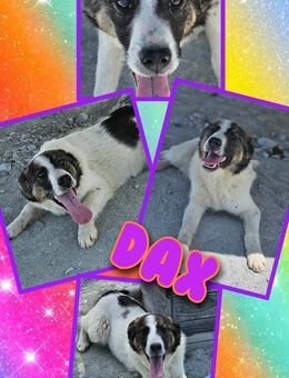 Toller Dax wartet aufs Glück! - Nürnberg