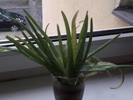 2 Aloe Vera Ableger zu Verkaufen - Berlin Steglitz-Zehlendorf