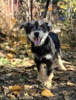 Filip - möchte nicht im Tierheim bleiben - Köln