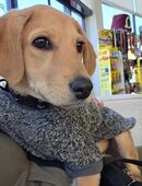 Zuckerwürfel Naja sucht ihr Für-Immer-Zuhause in 47445