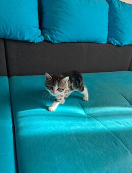 Kleine Katze! - Lauterbach (Baden-Württemberg)