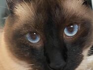Tierbetreuung mit Herz in Dortmund – Hunde, Katzen & Kleintiere - Dortmund Sommerberg