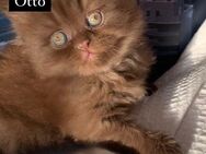 Kitten Royal BKH Cinnamon Schokolade Braune Farbe - Düsseldorf