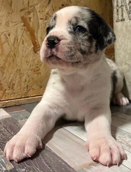 Bordeaux Doggen Aussi Mixe - Leichlingen (Rheinland, Blütenstadt)