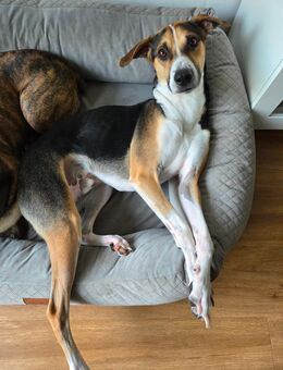 Peruanischer Nackthund (mit Fell) Perro sin pelo del perú - Dresden