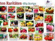 ♥ BIO samenfestes Saatgut Alte Sorten Tomate Gurke Zucchini Kohl Kräuter Heilkräuter Samen Tulpenstolz,seeds - Hamburg Hamburg-Nord